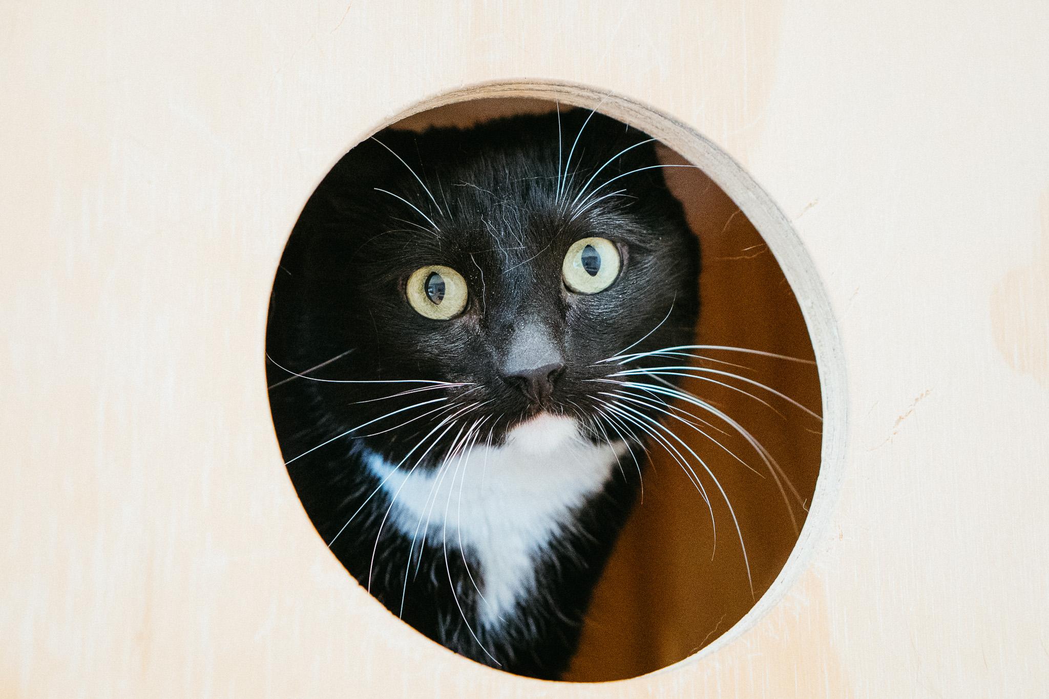 Mahi, a Adoptable Domestic Short Hair image 2/2