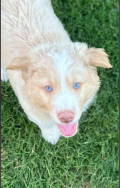 Kodiak, ADOPTABLE, Puppy Male Australian Shepherd.