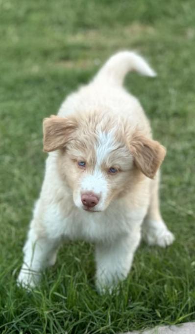 Enlarge Kodiak, a ADOPTABLE mixed breed in Mesa, AZ image 3/3