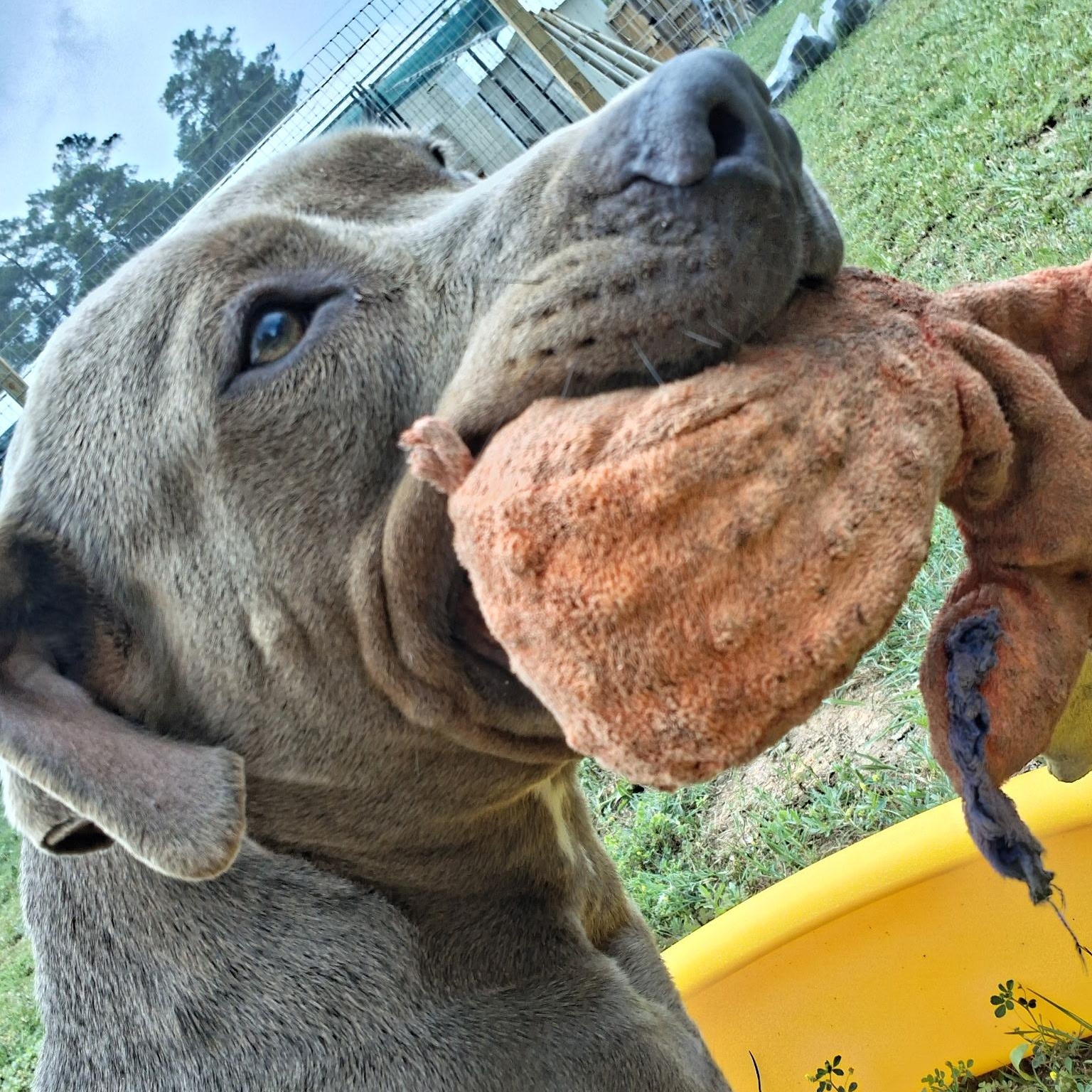 Ophelia, ADOPTABLE, Adult Female American Staffordshire Terrier.