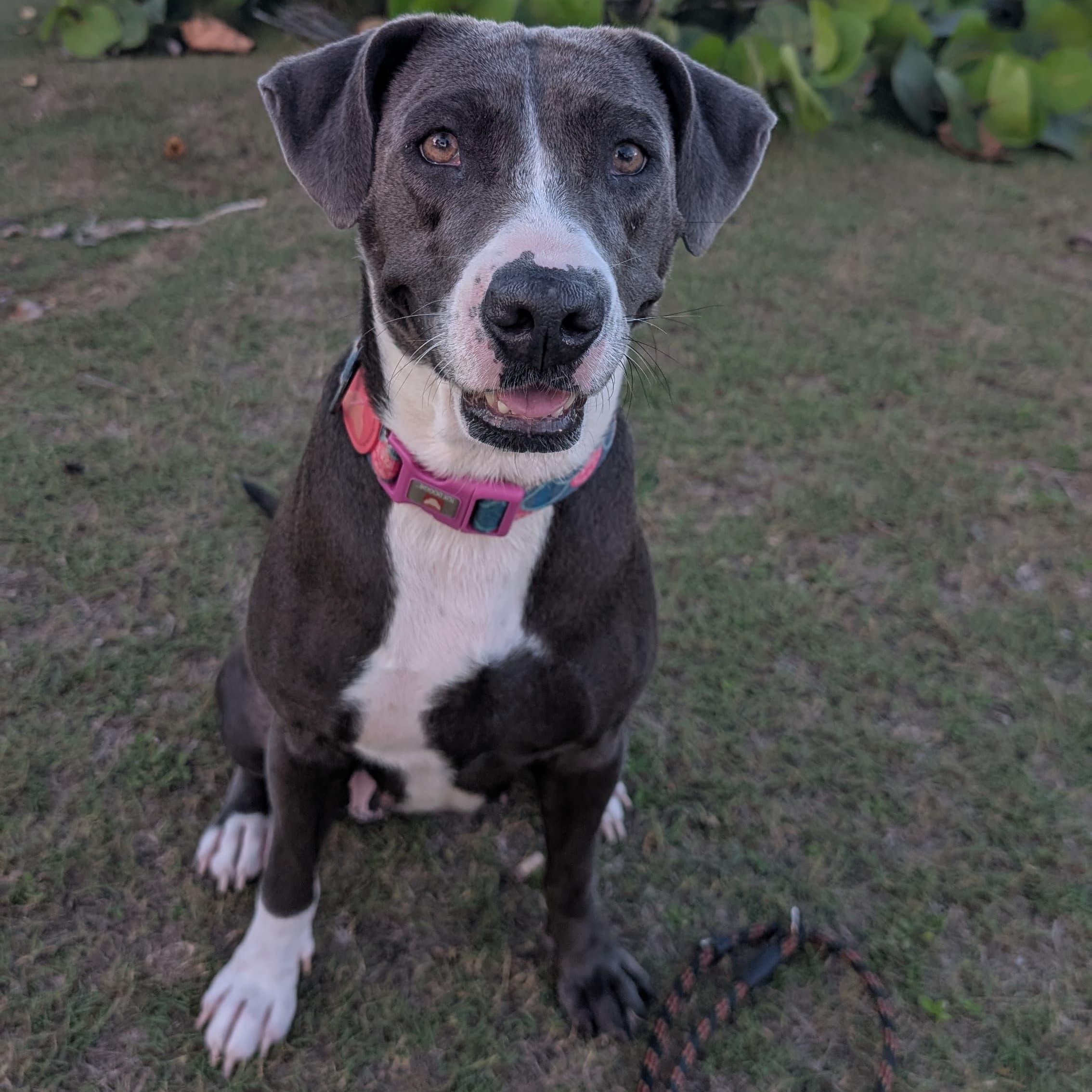 MOONPIE - literally the best, Adoptable, Adult Female Labrador Retriever & Shepherd.