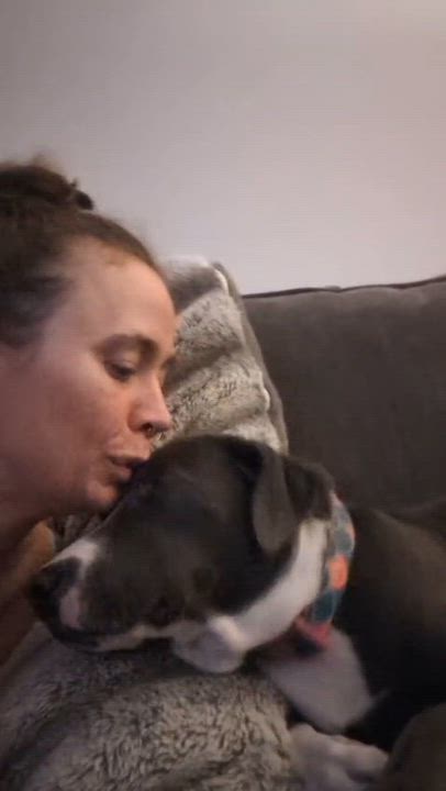 Enlarge MOONPIE - literally the best, a Adoptable mixed breed in Tampa, FL video 3/6