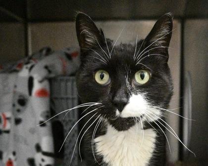 Enlarge Kitten, a Adoptable Domestic Short Hair in West Seneca, NY image 1/3