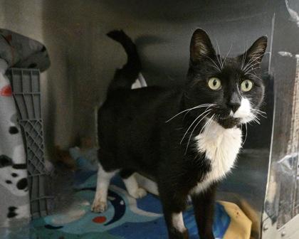 Enlarge Kitten, a Adoptable Domestic Short Hair in West Seneca, NY image 2/3