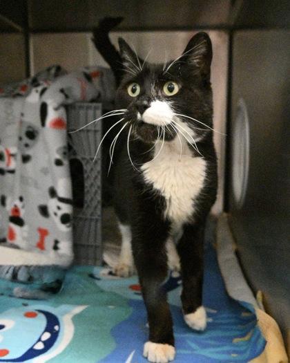 Enlarge Kitten, a Adoptable Domestic Short Hair in West Seneca, NY image 3/3