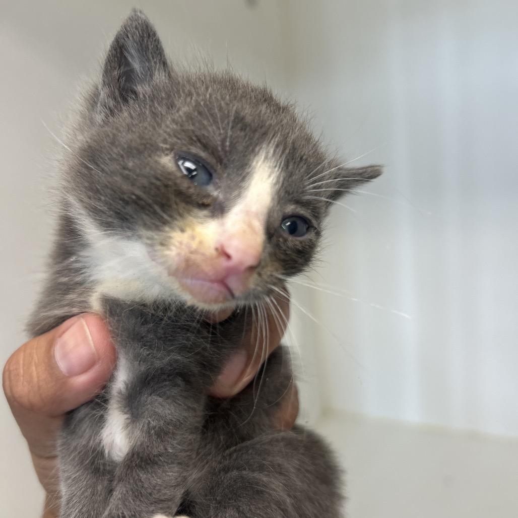 Ozzy, Adoptable, Kitten Male American Shorthair.