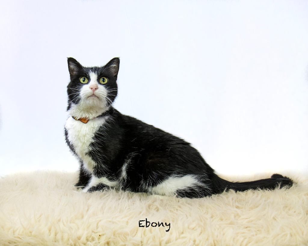 Enlarge Ebony, a Adoptable mixed breed in Hot Springs Village, AR image 2/3