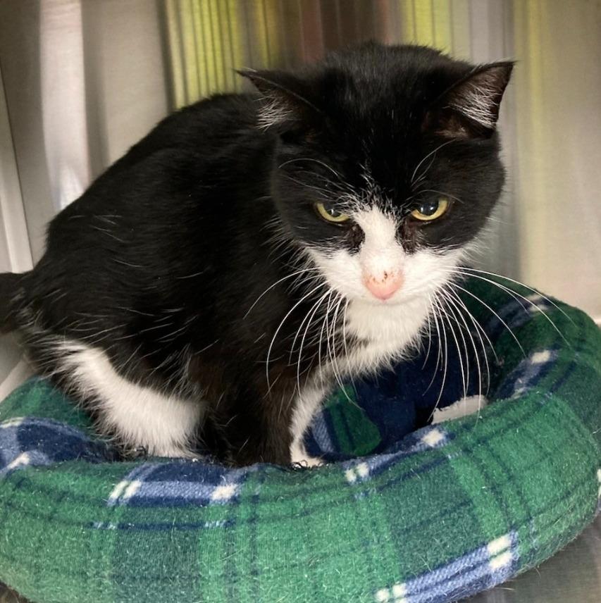 Ebony, Adoptable, Senior Female Domestic Short Hair.