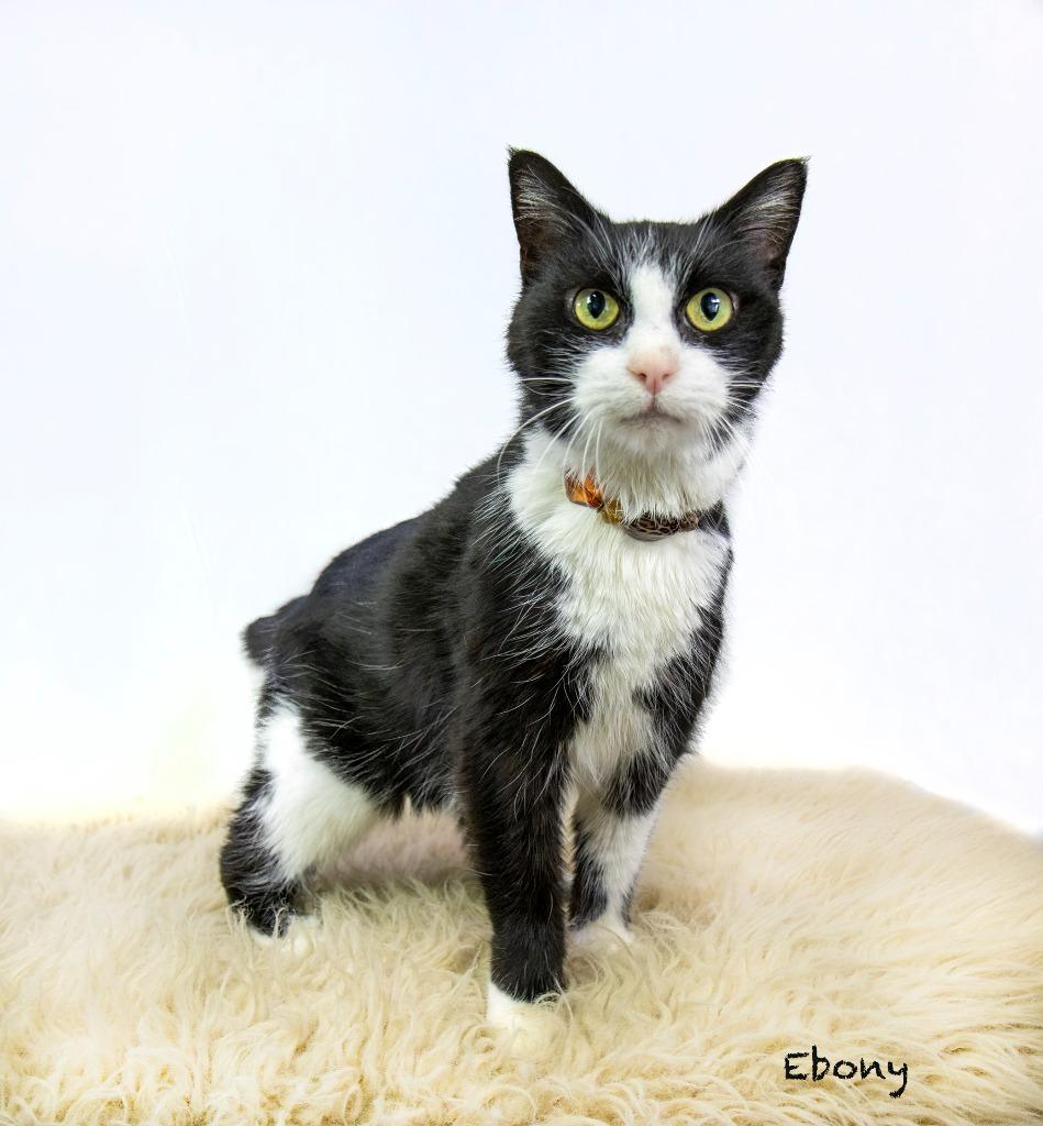 Enlarge Ebony, a Adoptable mixed breed in Hot Springs Village, AR image 3/3