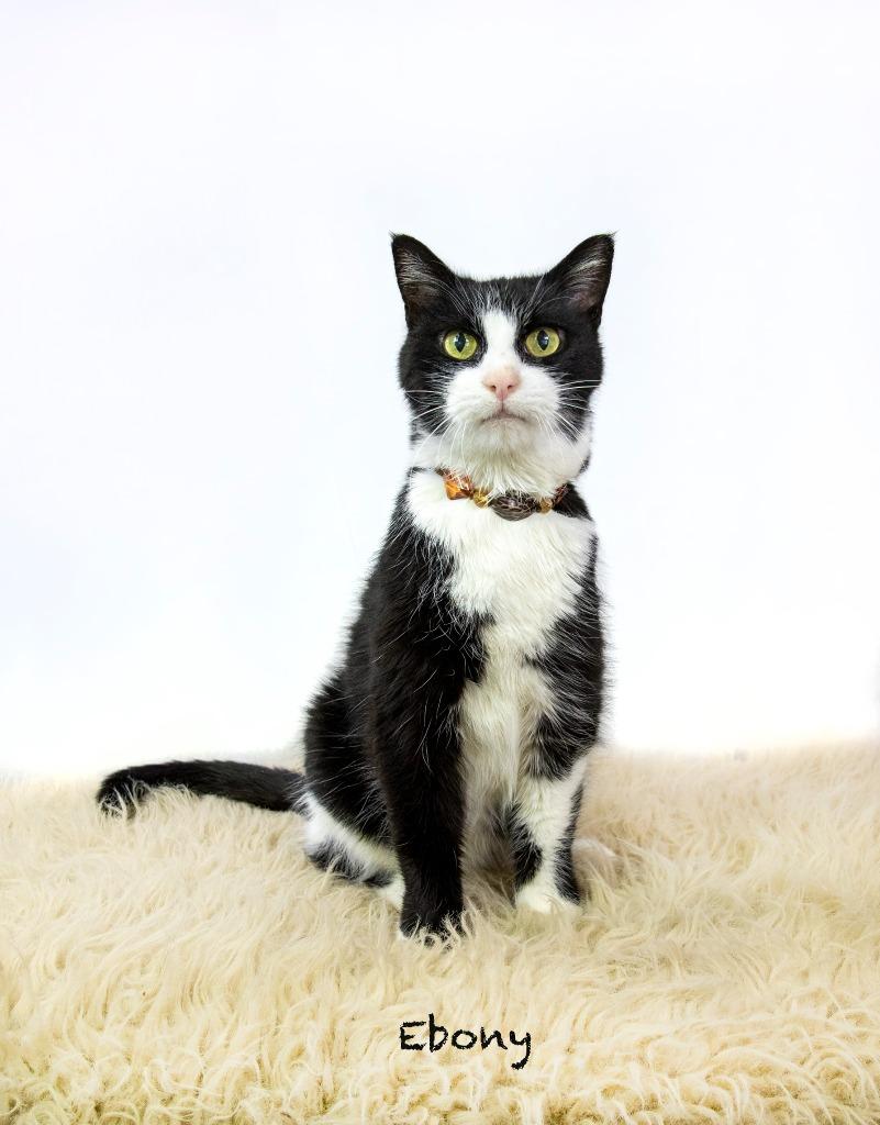 Ebony, a Adoptable mixed breed in Hot Springs Village, AR image 3/3