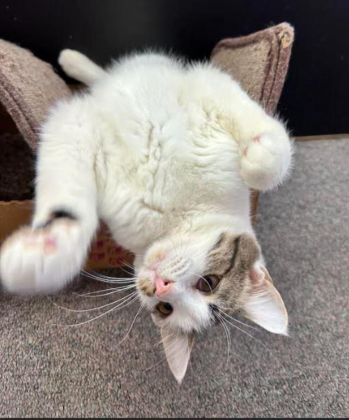 Brioche, a Adoptable Domestic Short Hair in Russellville, KY image 1/3