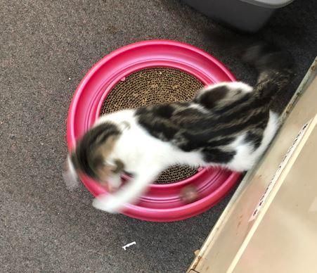 Brioche, a Adoptable Domestic Short Hair in Russellville, KY image 2/3