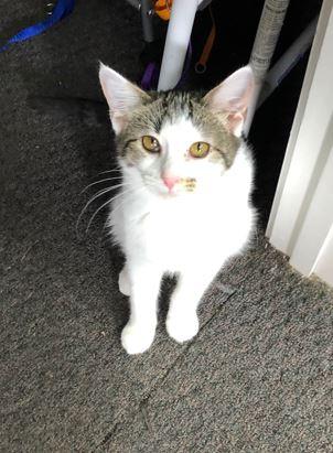 Brioche, a Adoptable Domestic Short Hair in Russellville, KY image 3/3