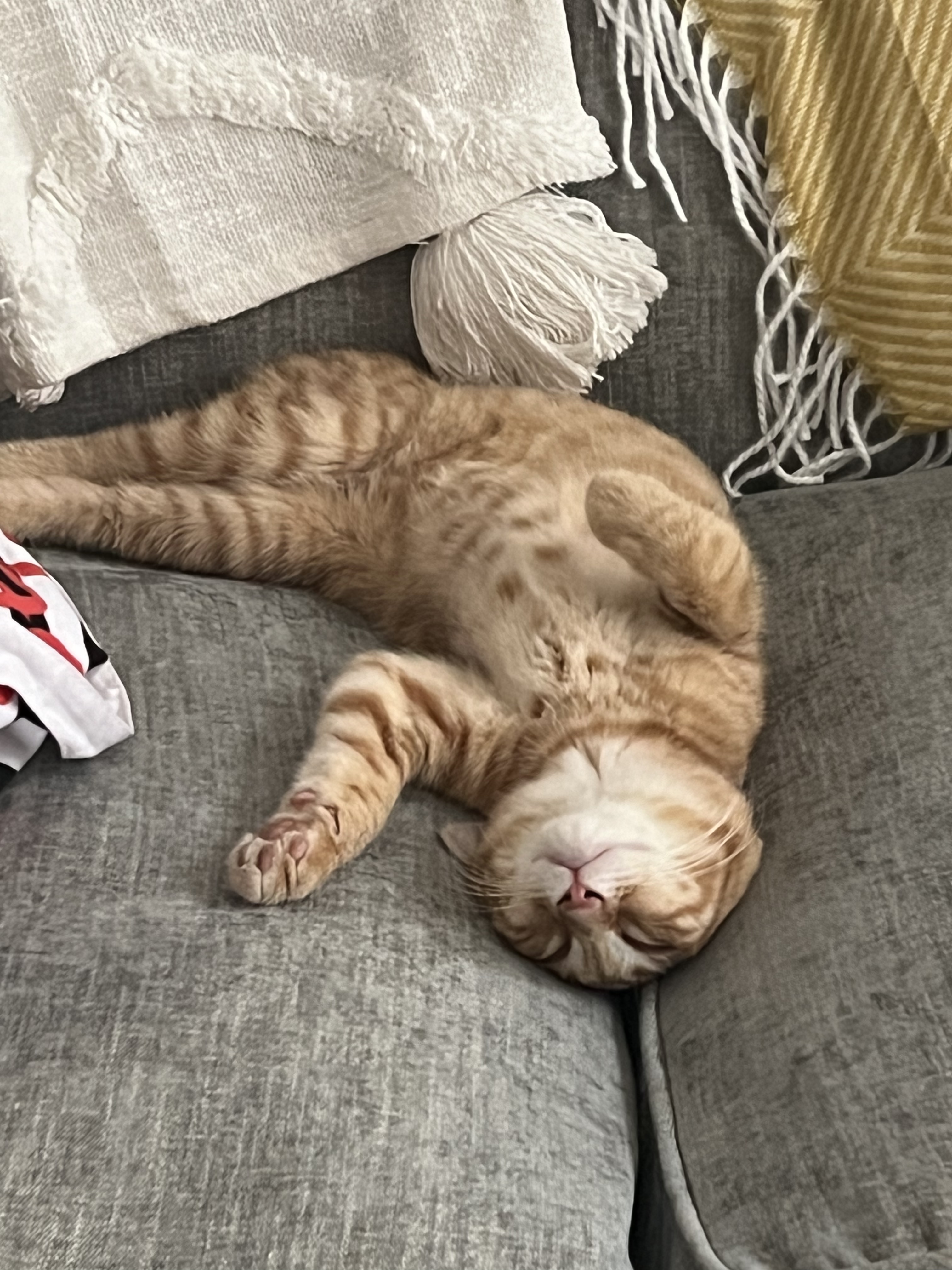  Leonard Bernstein and Ruth Bader Ginsburg, Adopted, Kitten Male American Shorthair & Siamese.