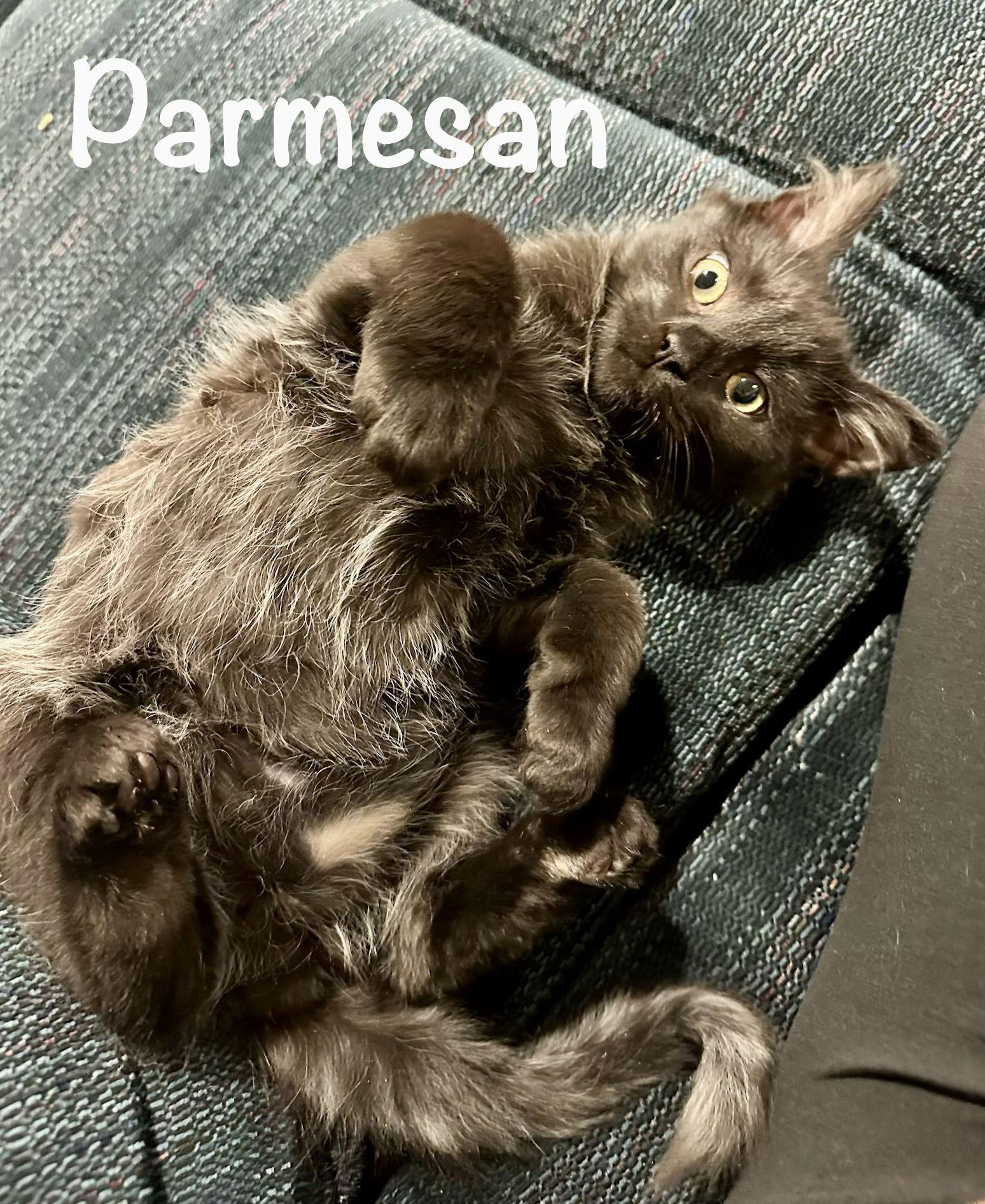 Enlarge Parmesan, a Adoptable Domestic Long Hair in Reston, VA image 1/1