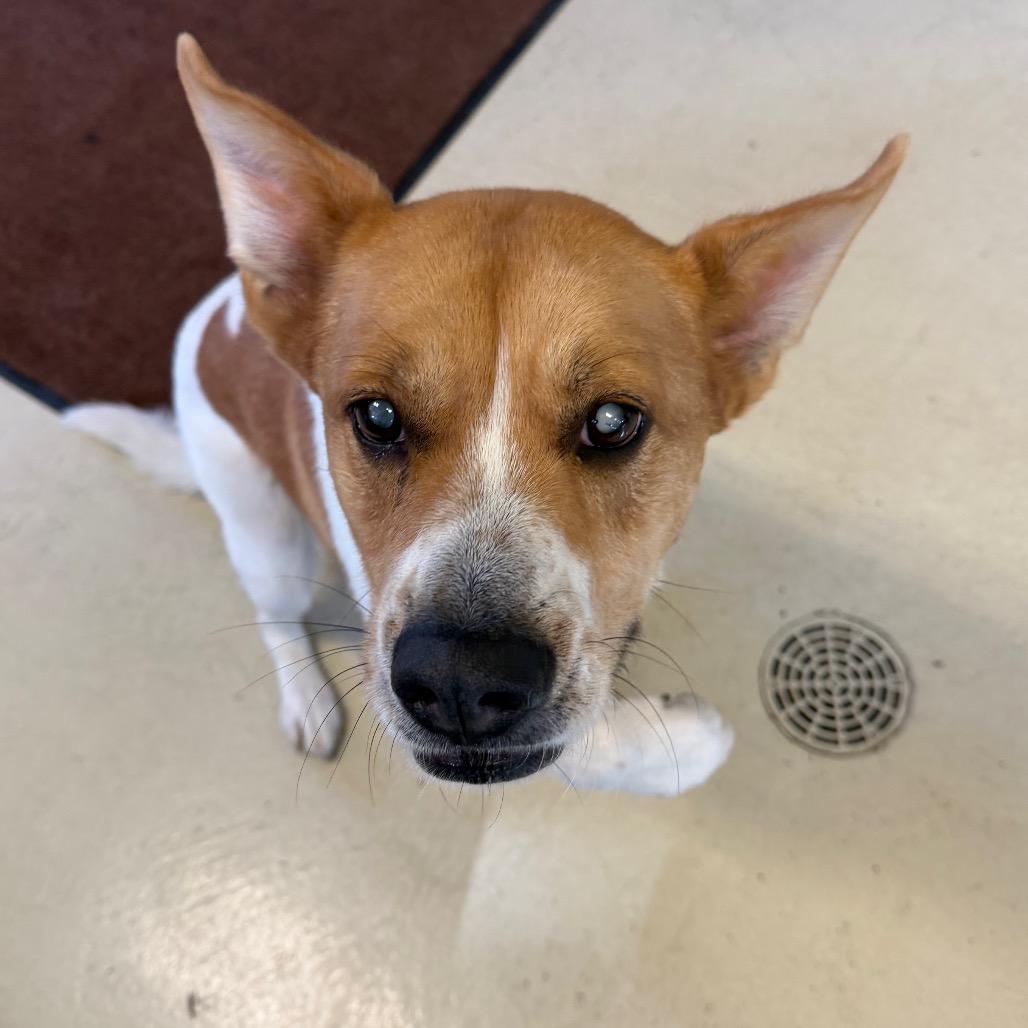 Ruby, Adoptable, Adult Female Terrier.