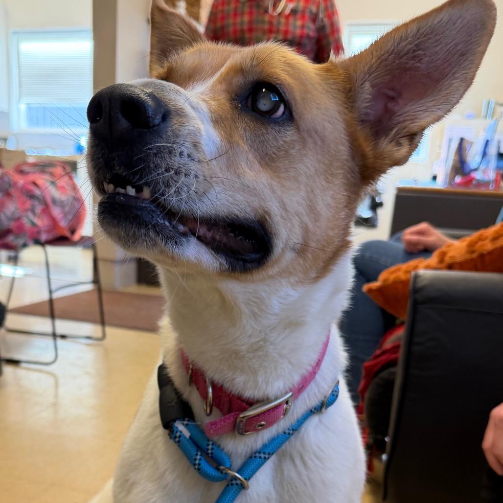 Enlarge Ruby, a Adoptable Terrier in International Falls, MN image 2/4