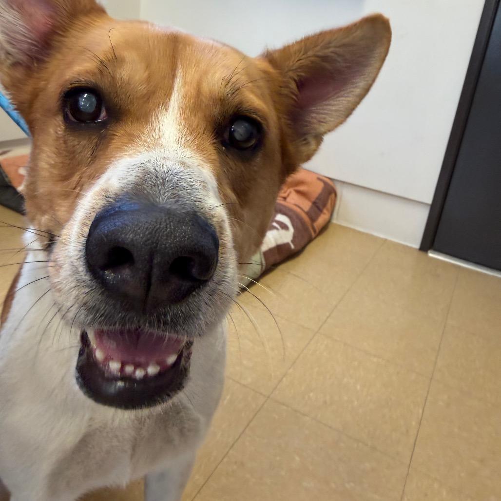 Enlarge Ruby, a Adoptable Terrier in International Falls, MN image 3/4