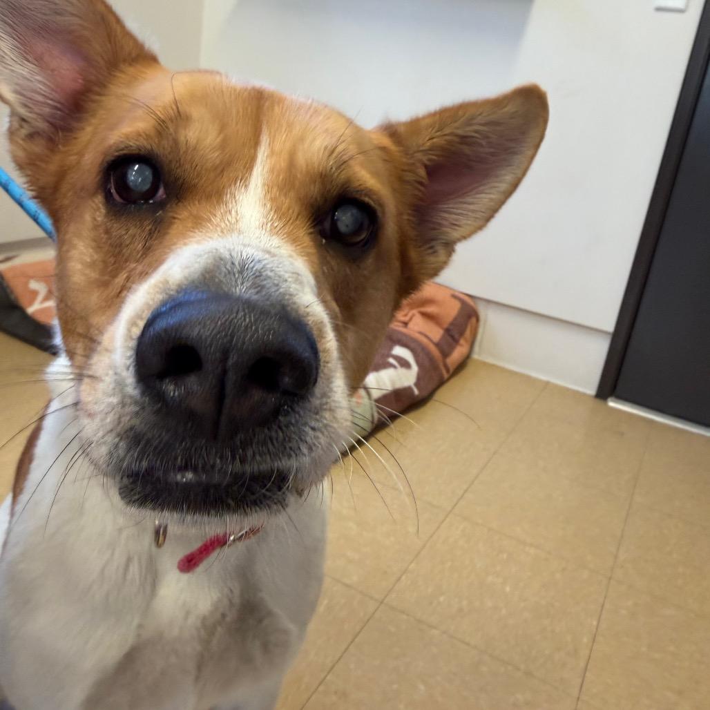 Enlarge Ruby, a Adoptable Terrier in International Falls, MN image 4/4