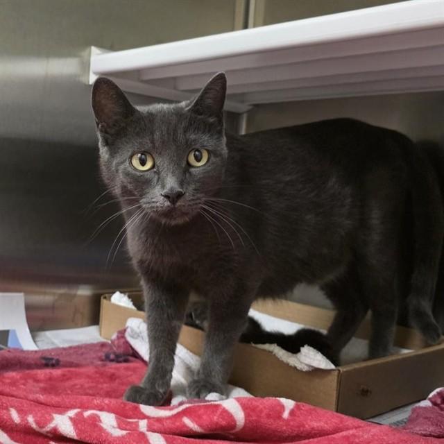 MISS GRUMBLES, Adoptable, Young Female Domestic Short Hair.