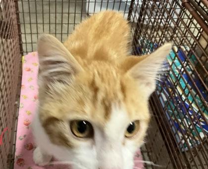 Chester, adopted, Kitten Male Domestic Short Hair.