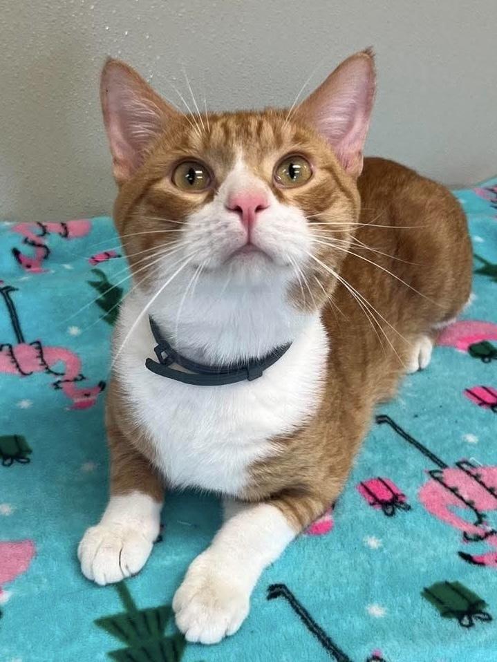 Cheeto, Adoptable, Adult Male Domestic Short Hair.