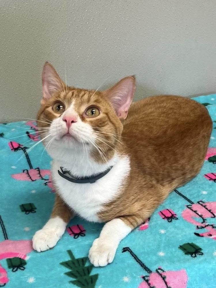 Cheeto, a Adoptable Domestic Short Hair in Osgood, IN image 2/2
