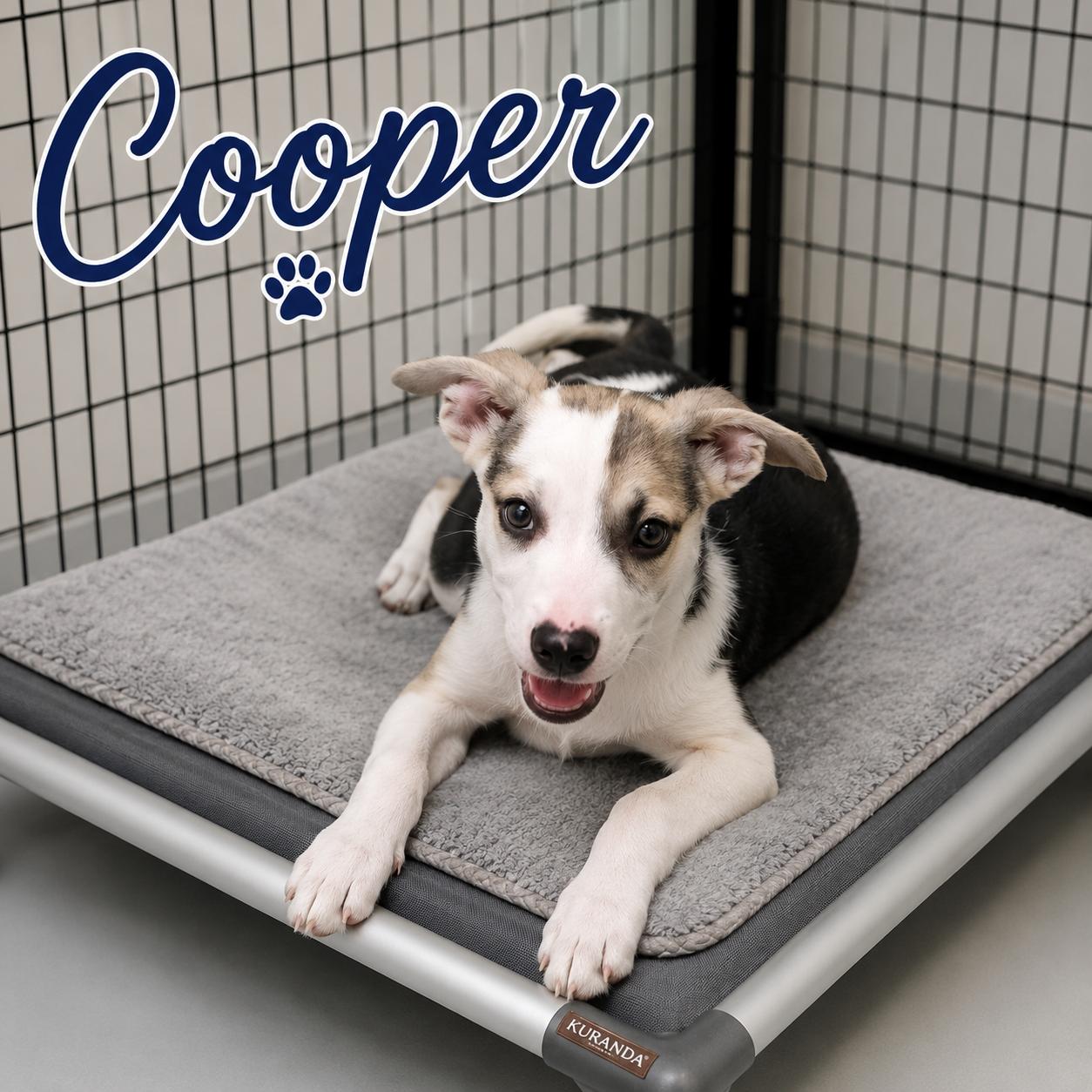 Cooper, ADOPTABLE, Puppy Male Carolina Dog.