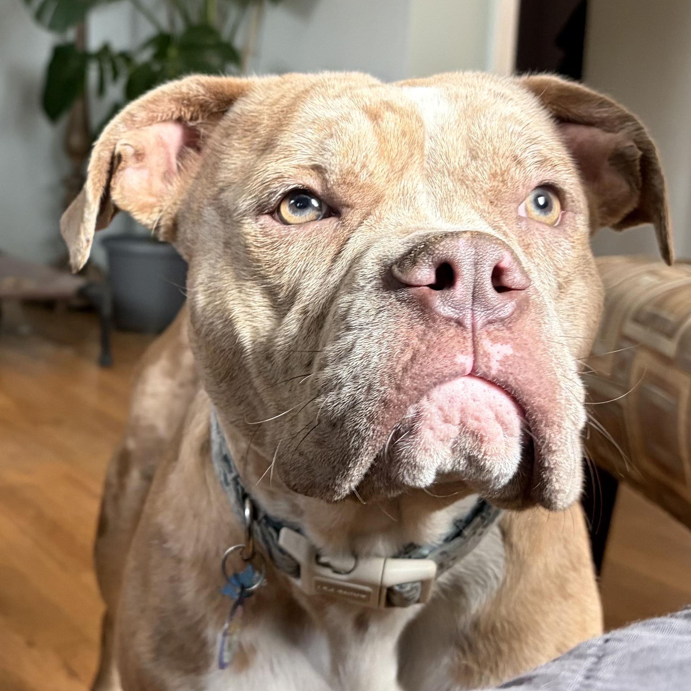 Blossom, a ADOPTABLE mixed breed in Sun Valley, CA image 4/6