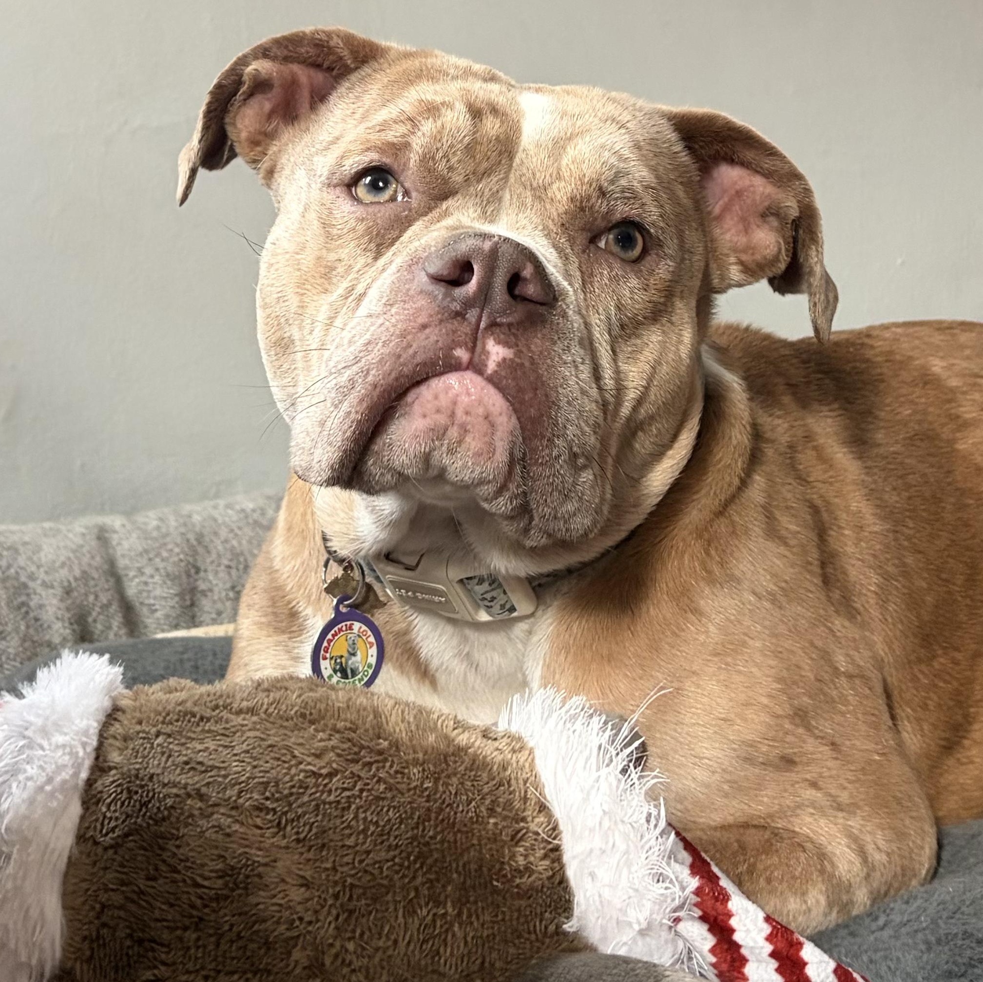 Blossom, a ADOPTABLE mixed breed in Sun Valley, CA image 1/6