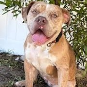 Blossom, a ADOPTABLE mixed breed in Sun Valley, CA image 3/6