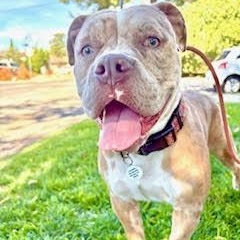 Blossom, a ADOPTABLE mixed breed in Sun Valley, CA image 2/6