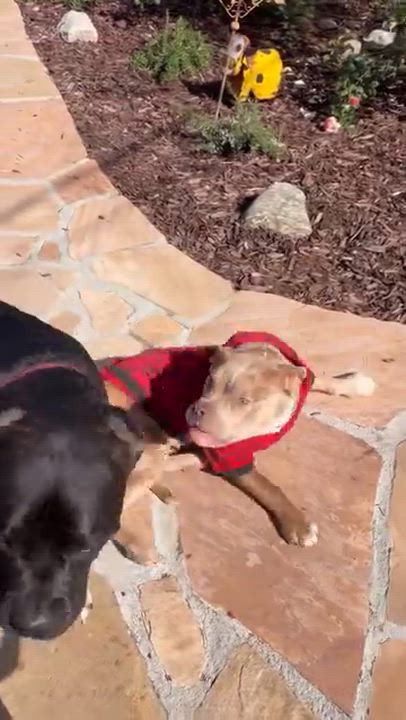 Enlarge Blossom, a ADOPTABLE mixed breed in Sun Valley, CA video 5/6