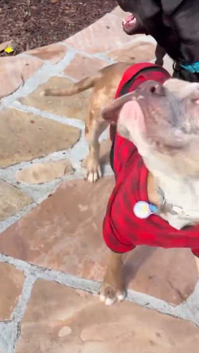 Enlarge Blossom, a ADOPTABLE mixed breed in Sun Valley, CA video 6/6