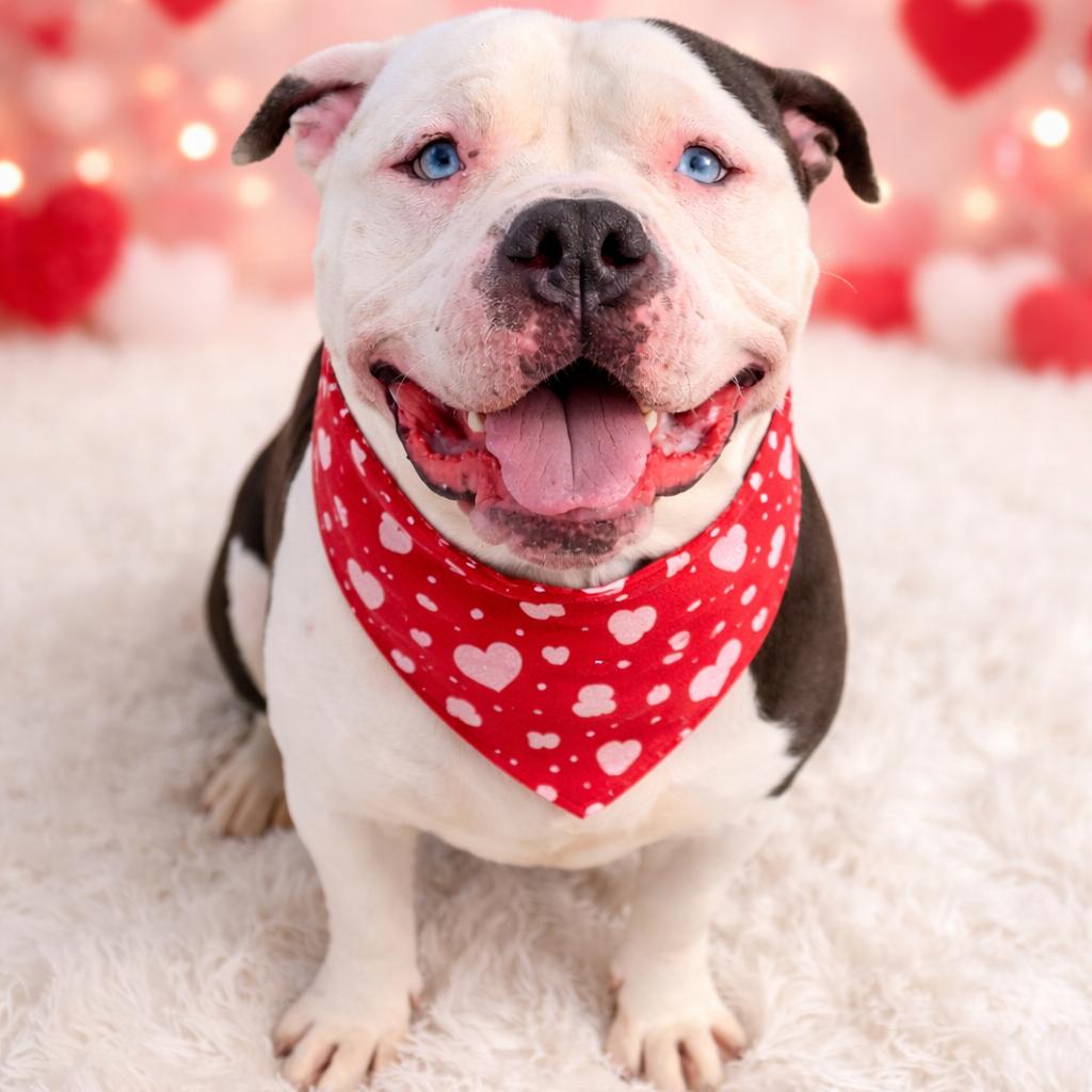 Ion, Adoptable, Young Male Mixed Breed.