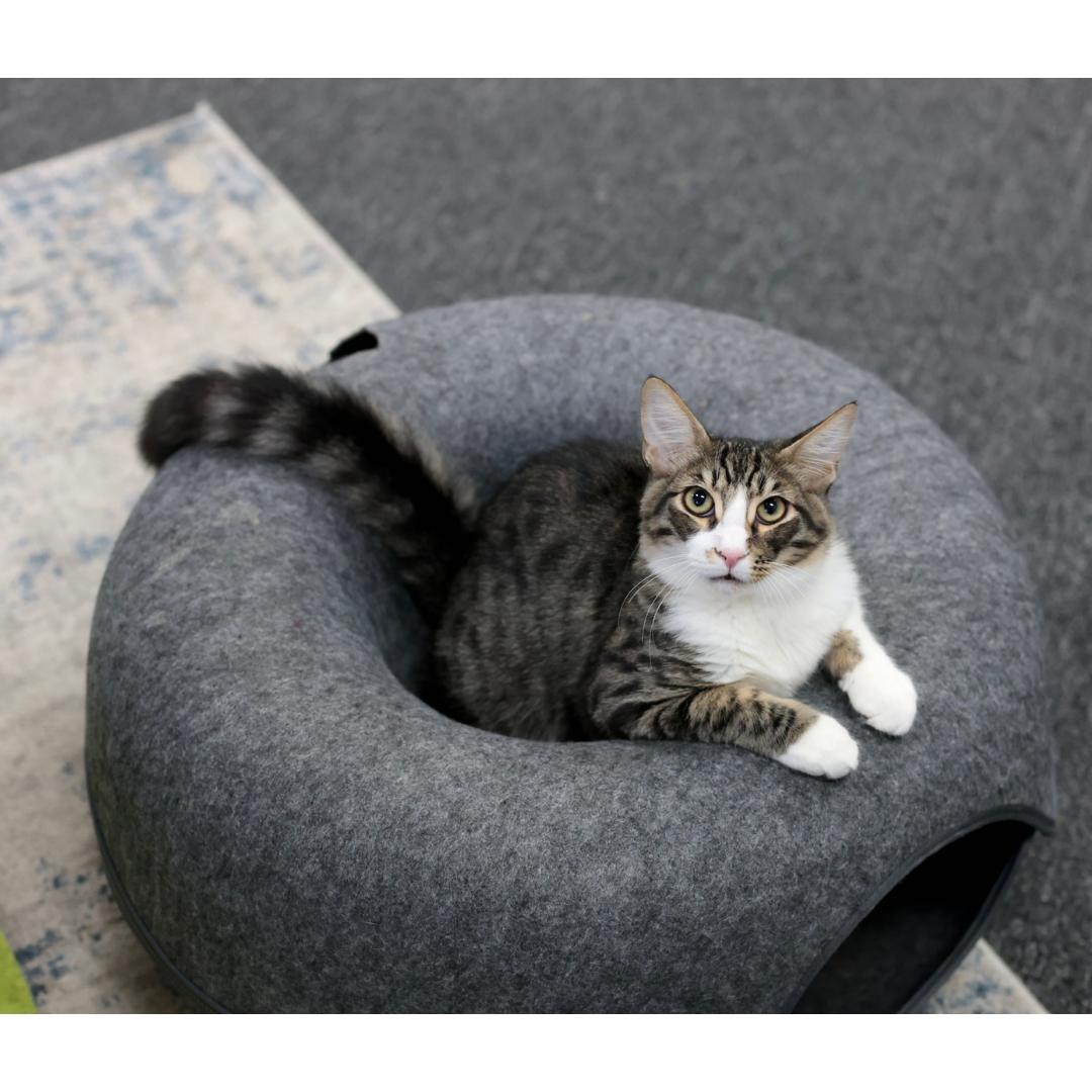 Enlarge Royce, a Adoptable mixed breed in Morgan Hill, CA image 5/6