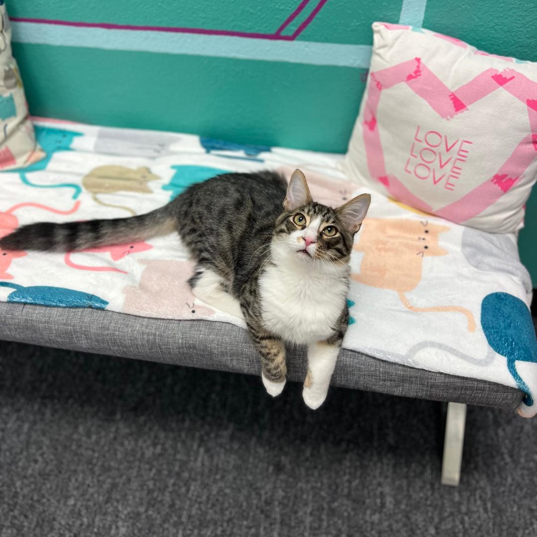 Royce, Adoptable, Kitten Male Tabby & Domestic Medium Hair.