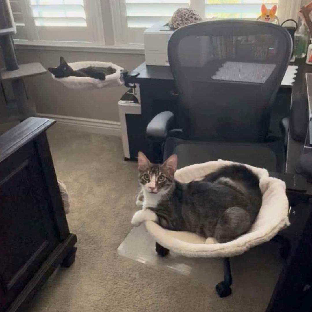 Enlarge Royce, a Adoptable mixed breed in Morgan Hill, CA image 3/6