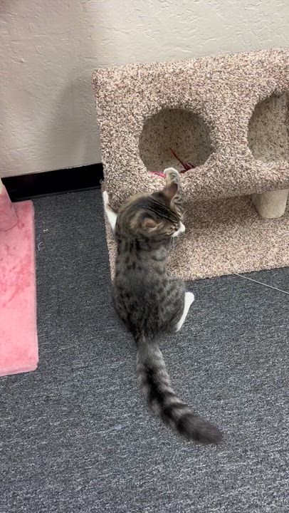 Enlarge Royce, a Adoptable mixed breed in Morgan Hill, CA video 2/6