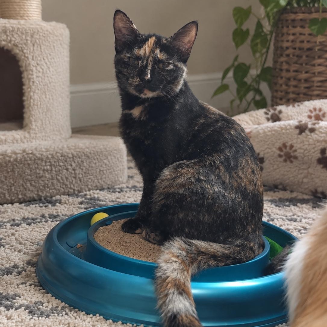 Enlarge Melony, a Adoptable mixed breed in Andover, MN image 1/1