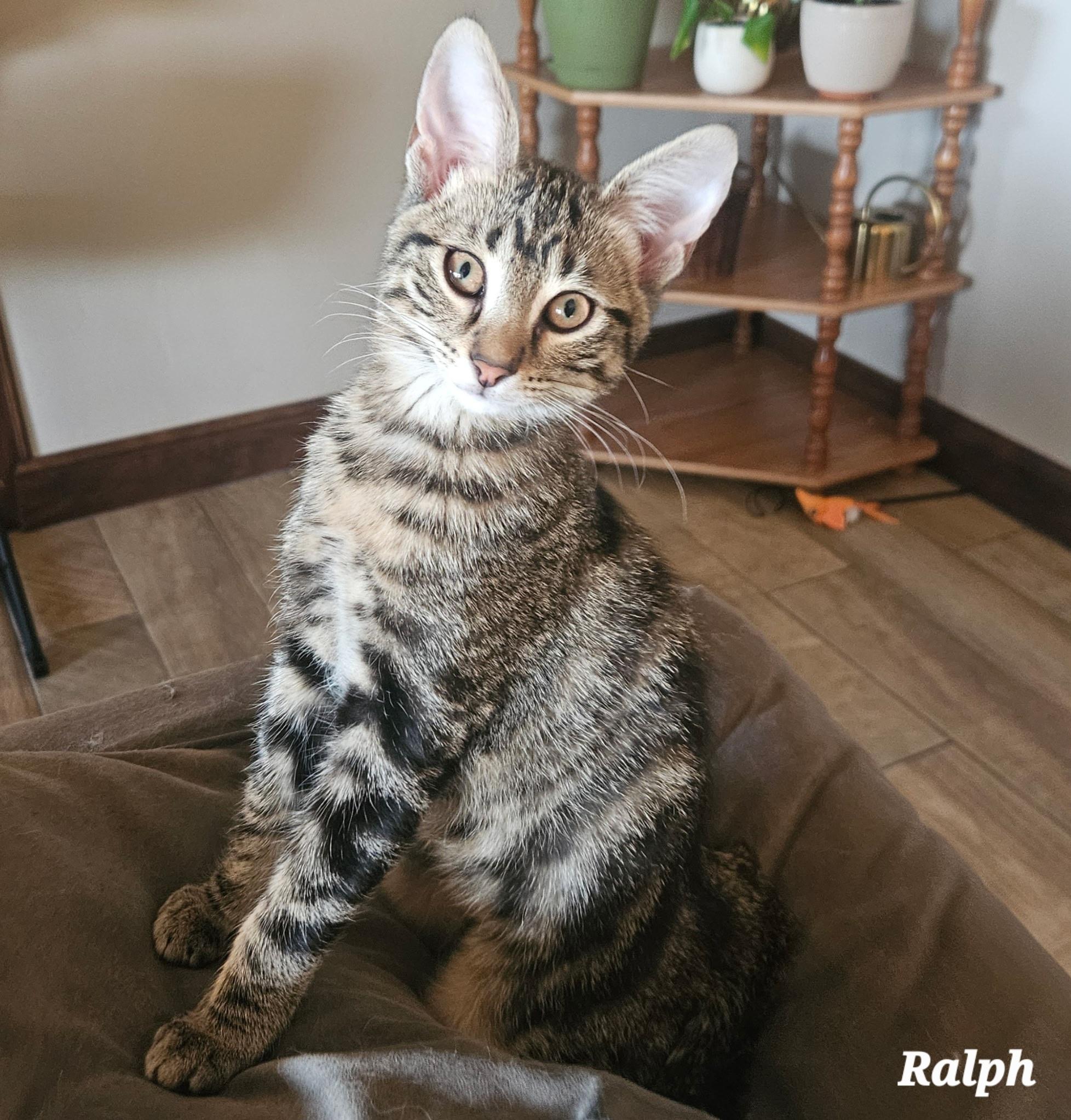 RALPH, a ADOPTABLE Tabby in Fletcher, OK image 1/5