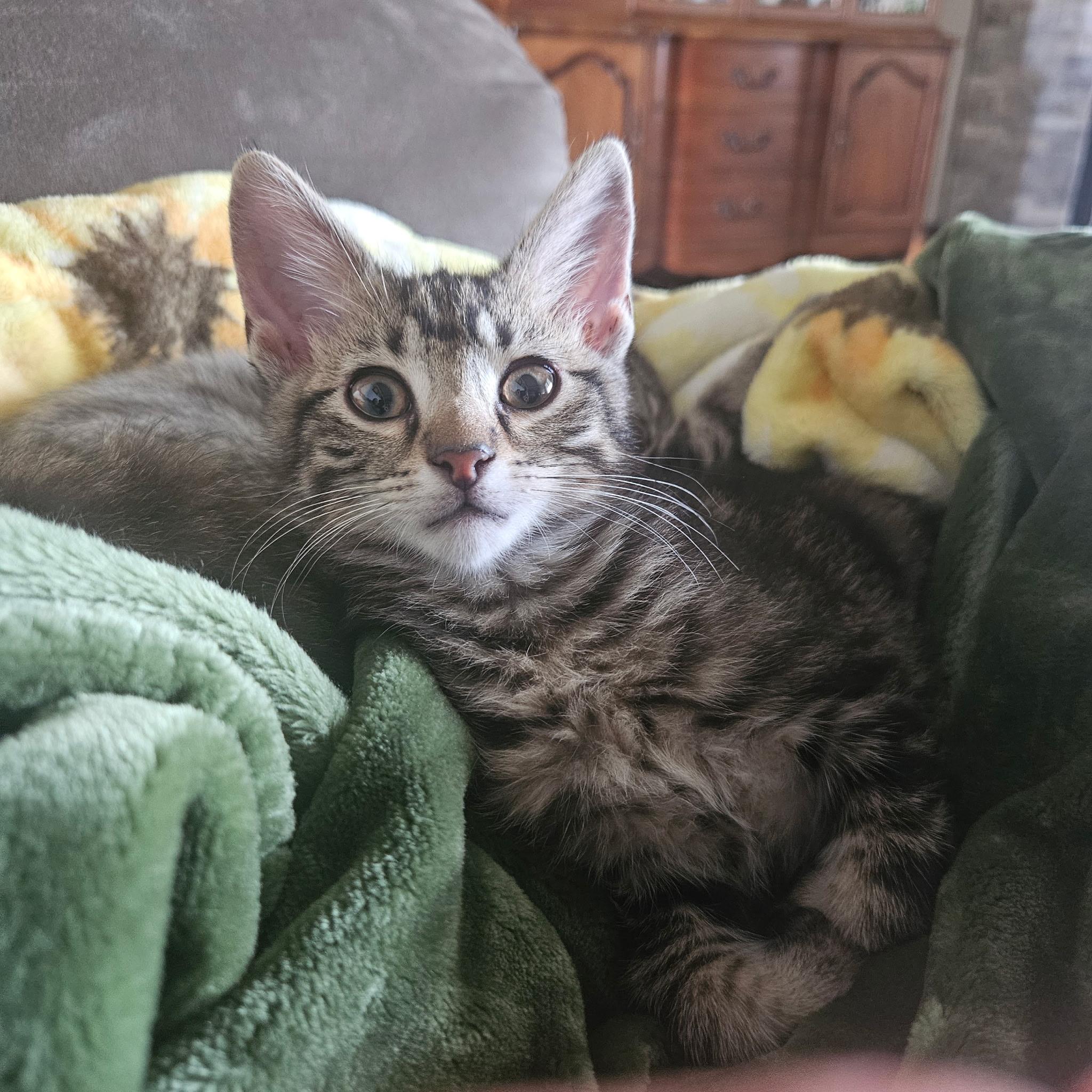 RALPH, ADOPTABLE, Kitten Male Tabby.
