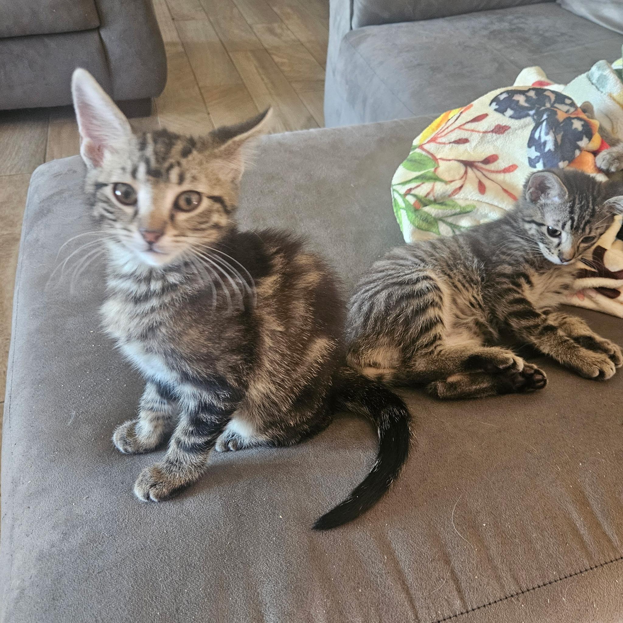 RALPH, a ADOPTABLE Tabby in Fletcher, OK image 3/5