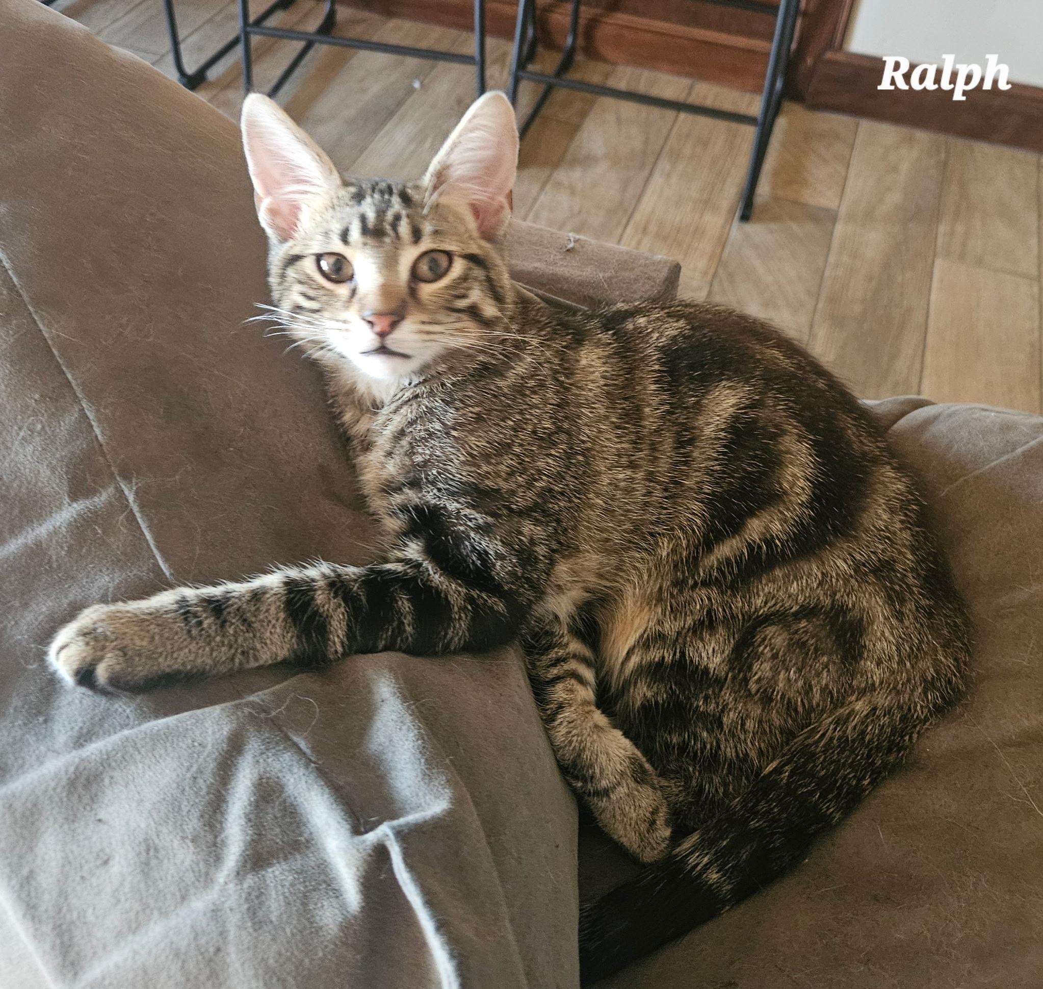 RALPH, a ADOPTABLE Tabby in Fletcher, OK image 2/5