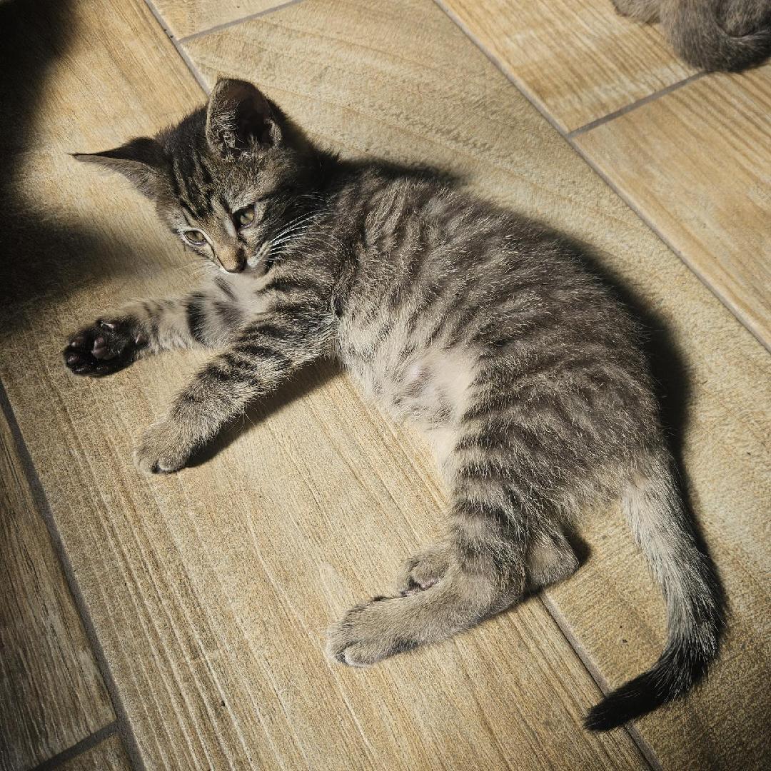 RALPH, a ADOPTABLE Tabby in Fletcher, OK image 2/2