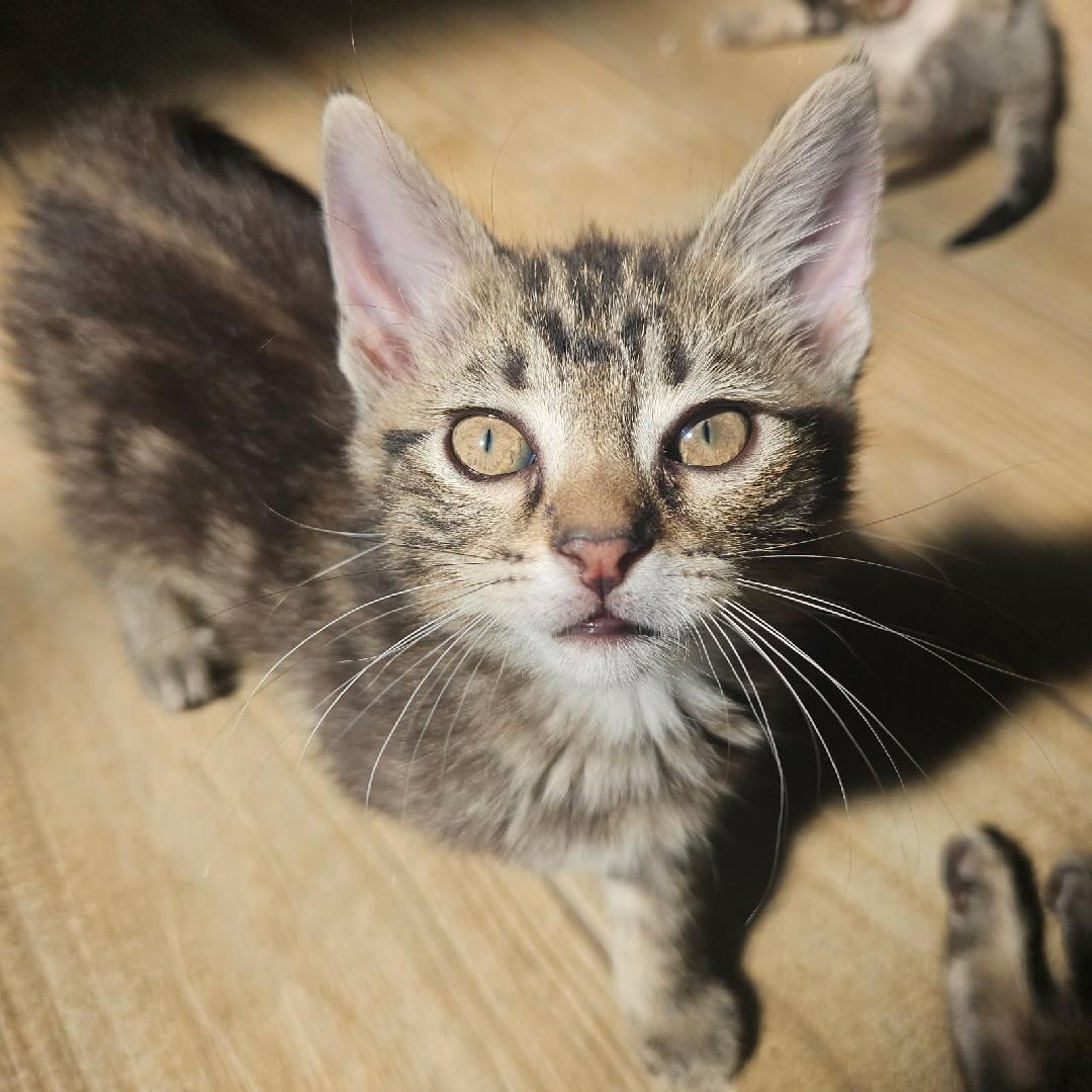 RALPH, a ADOPTABLE Tabby in Fletcher, OK image 1/2