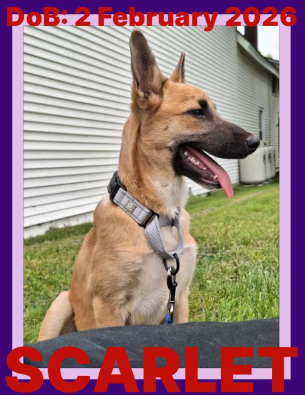 SCARLETT, a Adopted mixed breed in Sebec, ME image 1/3
