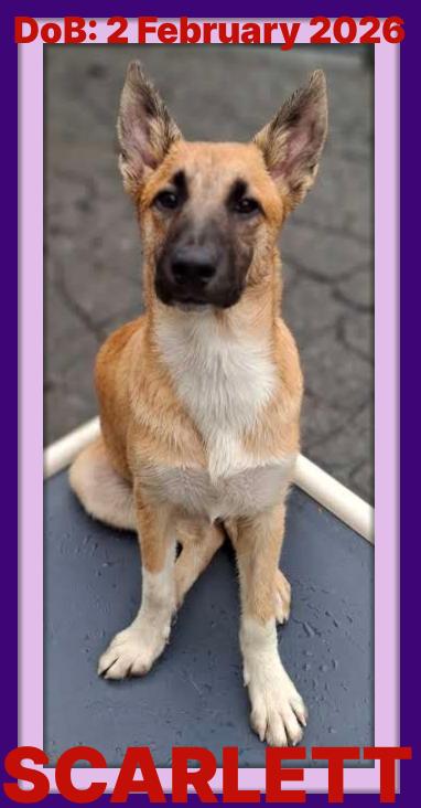 SCARLETT, a Adopted mixed breed in Sebec, ME image 2/3