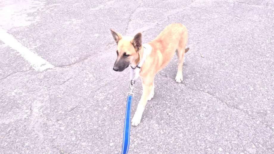 SCARLETT, a Adopted mixed breed in Sebec, ME image 3/3