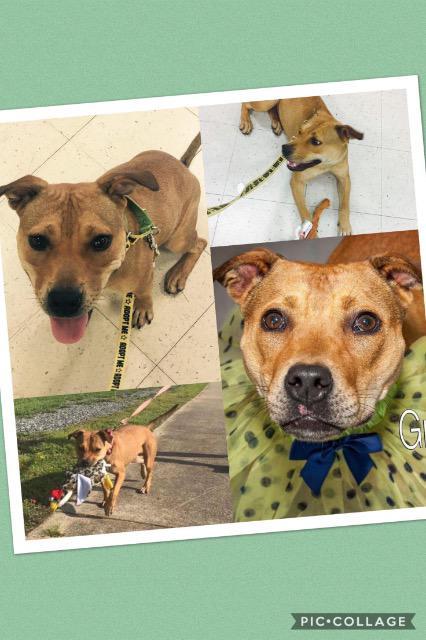 Gracie, a Adoptable mixed breed in Fort Mill, SC image 1/6